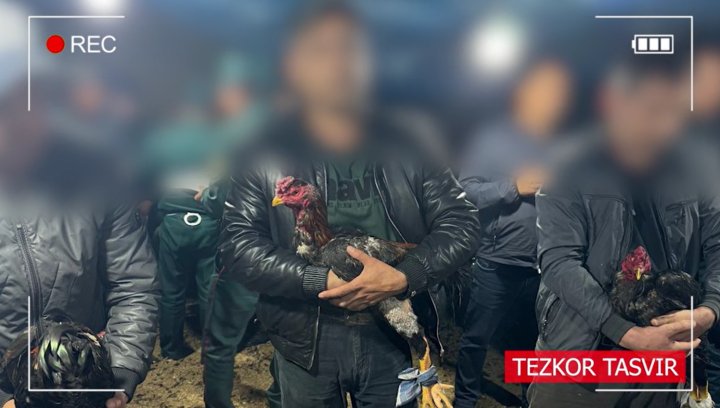 Тотализатор с петушиными боями выявили в Андижанской области - видео