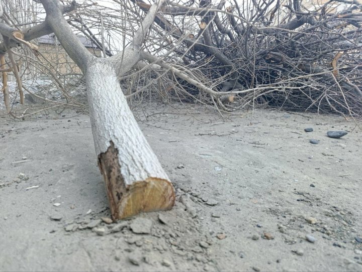 В Коканде экологи оправдали вырубку деревьев