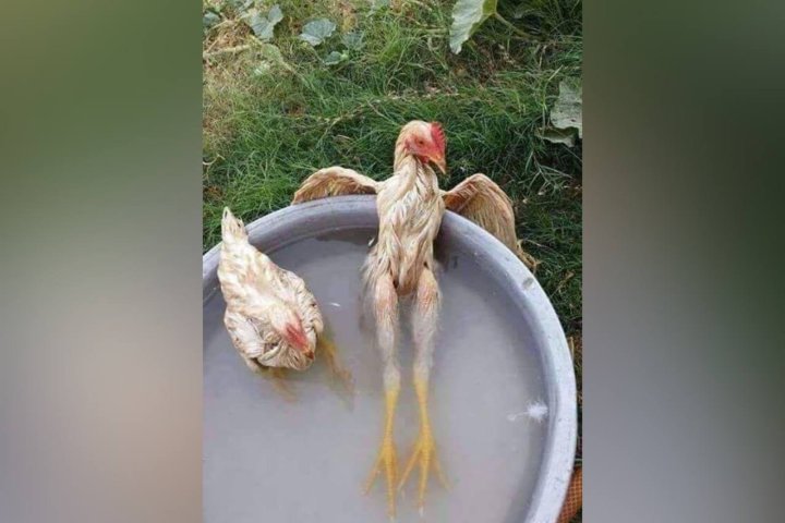 В Узбекистане появится новая курица