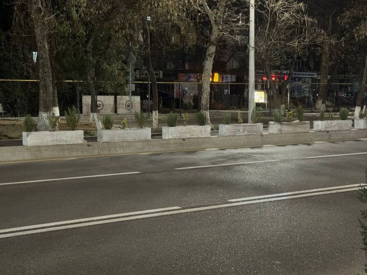 Водители против, но экология за: В Ташкенте начали озеленять разделительные полосы на дорогах