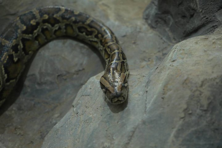 В Сурхандарьинской области незаконно содержали экзотического питона в частном доме