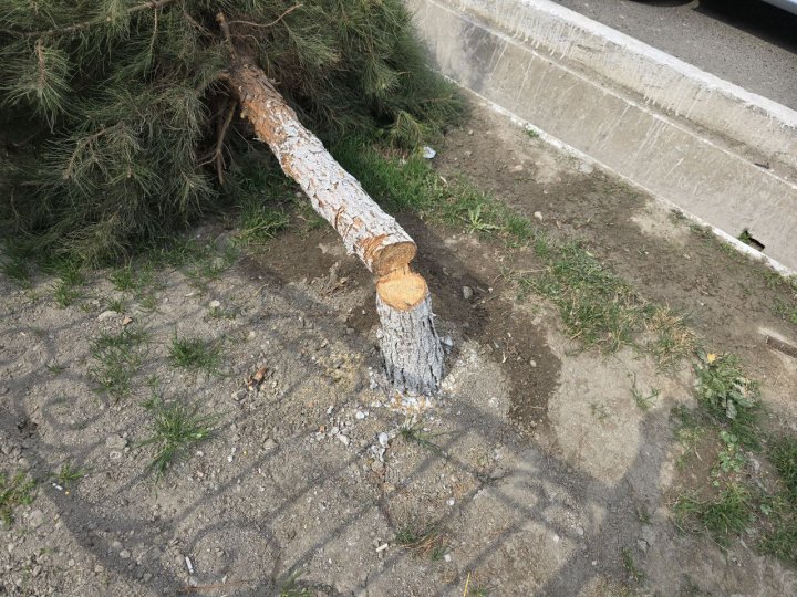 В центре Ферганы неизвестными было срублено дерево
