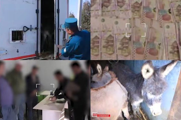 В Джизаке водитель перевозил ослов на разыскиваемом авто и пытался подкупить ДПС — видео