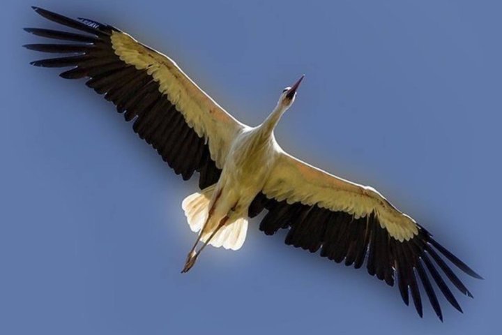 В Сырдарье спасли раненного аиста