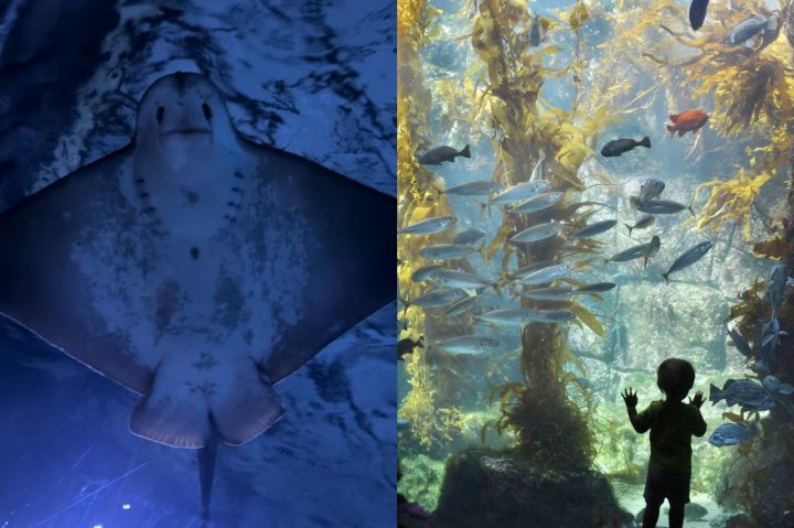 Узбекистан готовится к открытию подводного царства