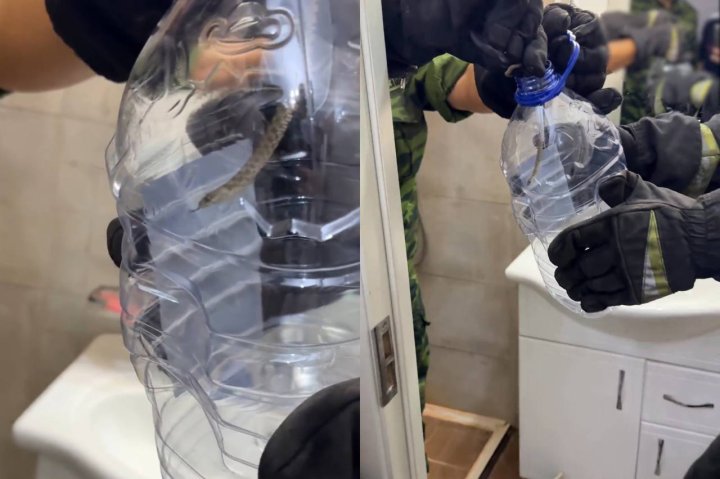 В Ташкенте змея заползла в жилой дом — видео