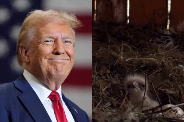 В России может появится свой «Трамп»