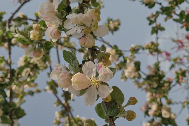 На этой неделе в Узбекистане ожидается ощутимое потепление до +31°C