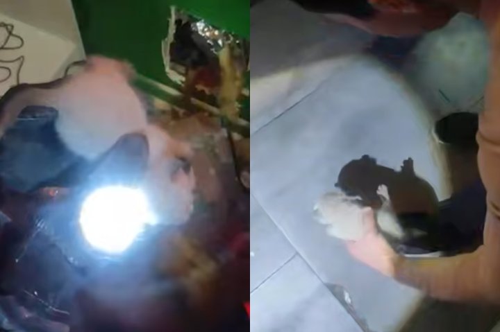 В Ташкенте спасатели МЧС освободили котёнка, застрявшего в стене одного из кафе — видео