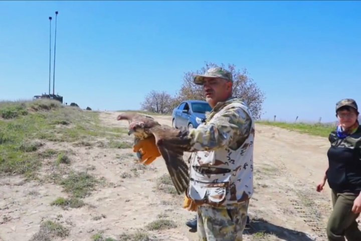 Редкие хищники Узбекистана снова парят в небе благодаря экологам