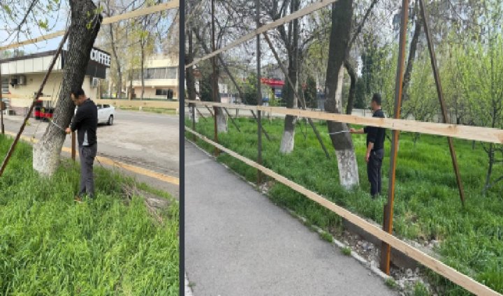 В Учтепинском районе деревья находятся под угрозой уничтожения