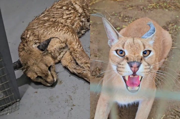 Стало известно, как в Ташкентском зоопарке поживает спасённый каракал — видео