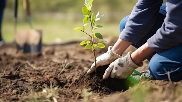 В Узбекистане создают оазис на месте пустыни
