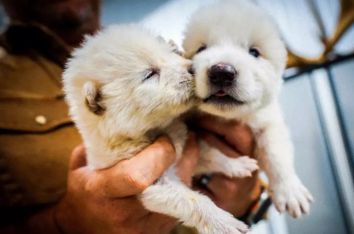 Американские учёные «воскресили» волков, вымерших более 10 тысяч лет назад — видео