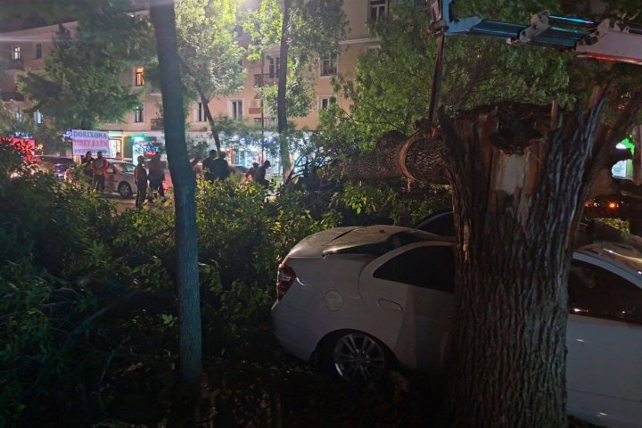 В Ташкенте из-за сильного ветра начали падать деревья — видео