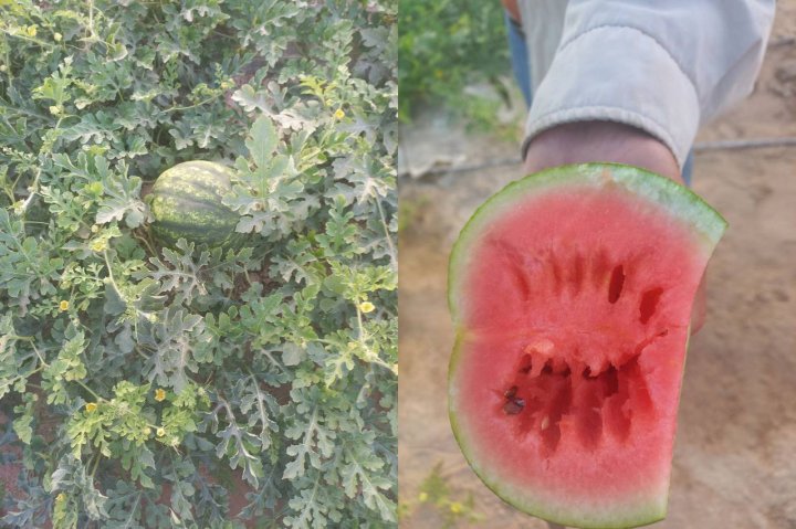 В Узбекистане поспели арбузы