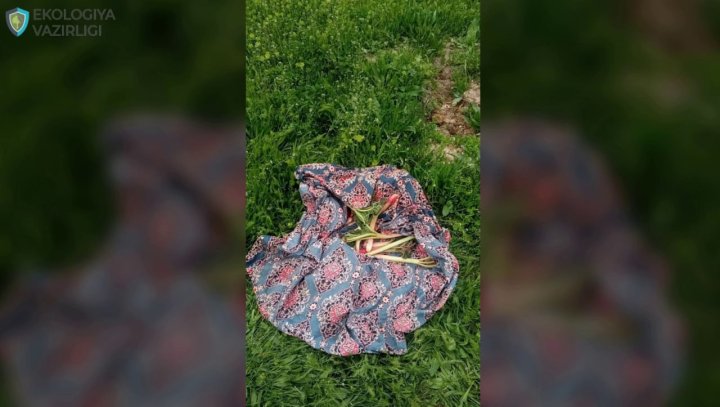 Узбекистанец заплатит миллионы за сорванное растение