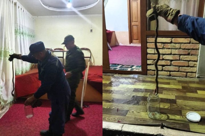 Сотрудники МЧС спасли от змеи семью в Андижанской области