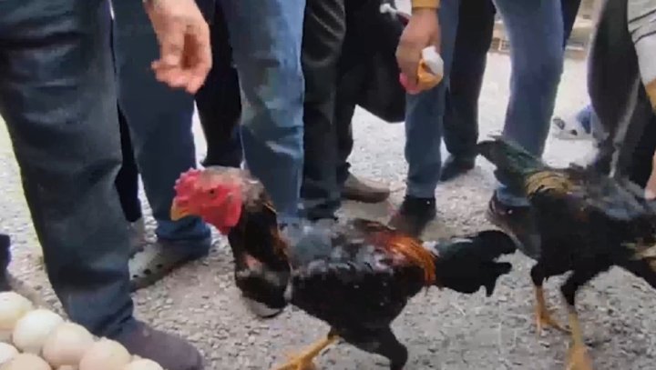 В Каттакургане наказали владельцев петухов и организатора петушиных боёв