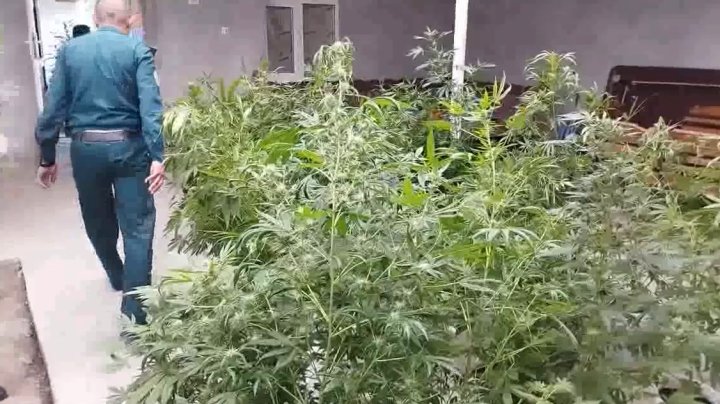 В доме жителя Самаркандской области выявили наркотикосодержащие растения