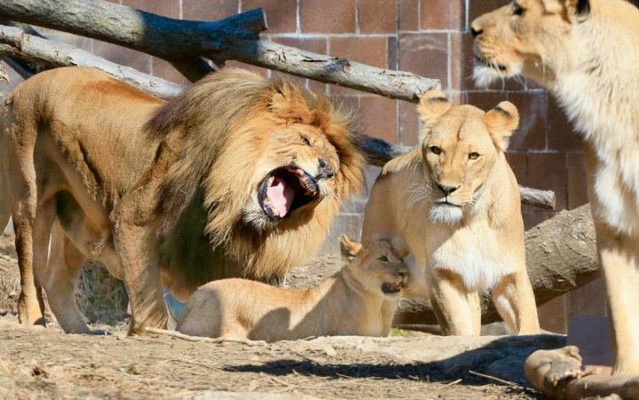 В Ташобласти вынесли приговор директору зоопарка, где львы растерзали охранника