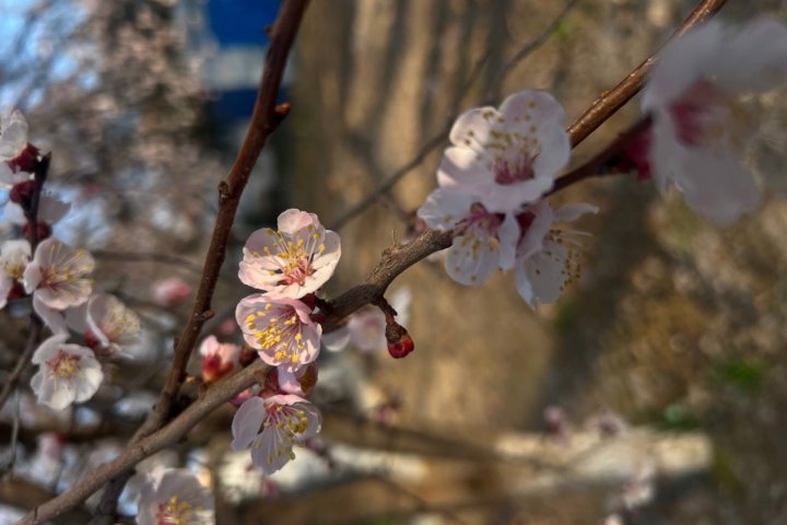 В Узбекистане потеплеет до +37 градусов