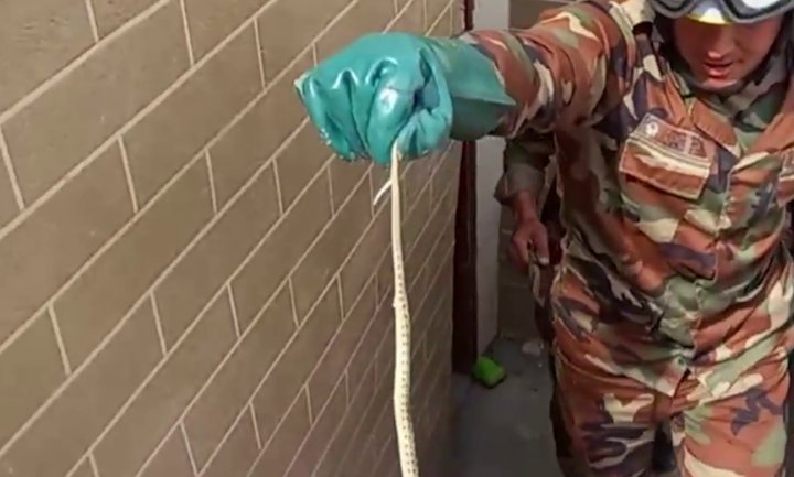 В дом жителей Наманганской области пробралась змея