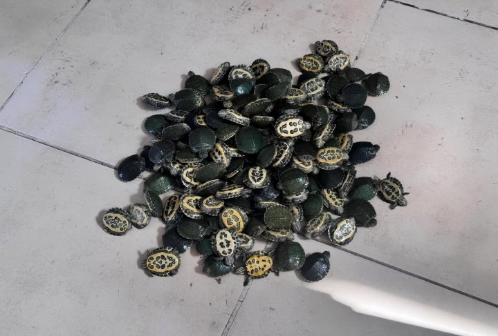 Кыргызстанец пытался незаконно провезти в Узбекистан 100 черепах в рюкзаке — видео