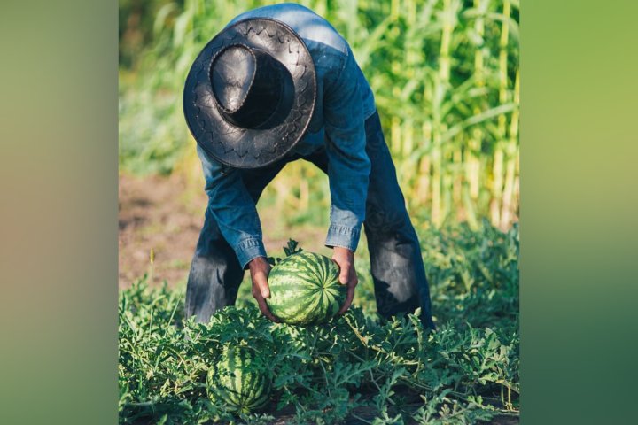 Названа причина смерти фермера, арестованного по делу об убийстве в Сурхандарье