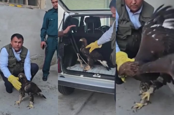 В Фергане пытались продать краснокнижную птицу — видео