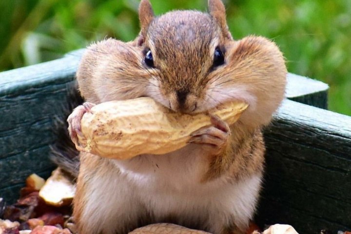 Узбекистан значительно нарастил экспорт арахиса