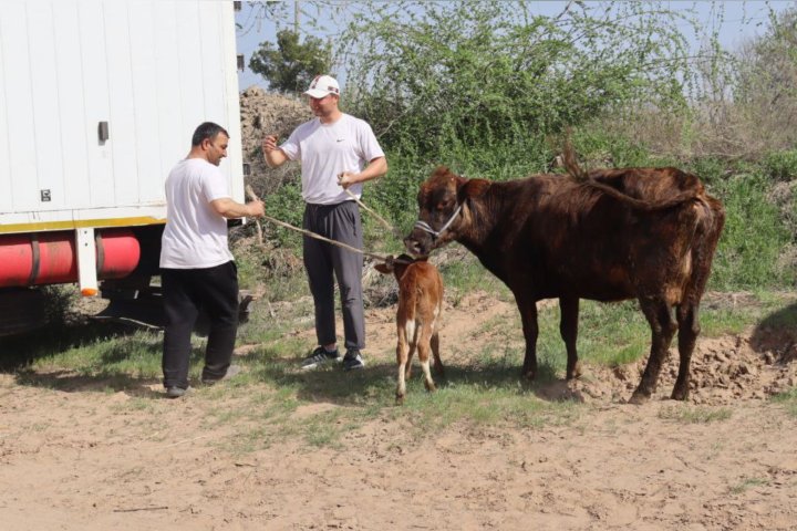 В Сурхандарье 20 семьям подарили крупнорогатый скот