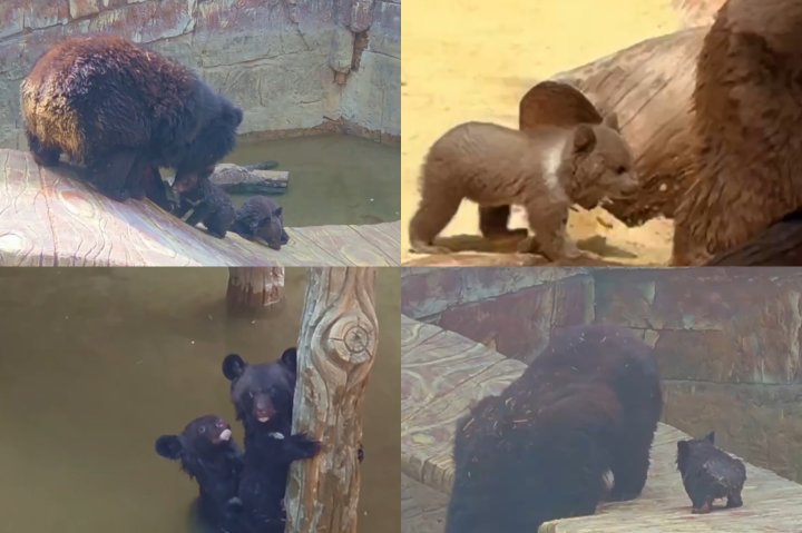 В Ташкентском зоопарке случился медвежий baby-boom — видео
