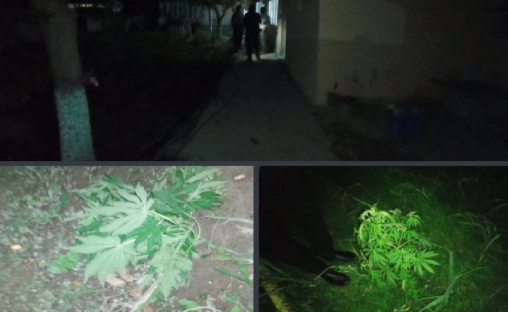 Житель Ферганы выращивал каннабис на заднем дворе своего дома