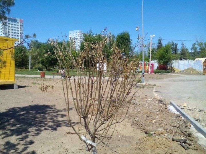 «Яшил Макон» в Узбекистане снова на грани провала