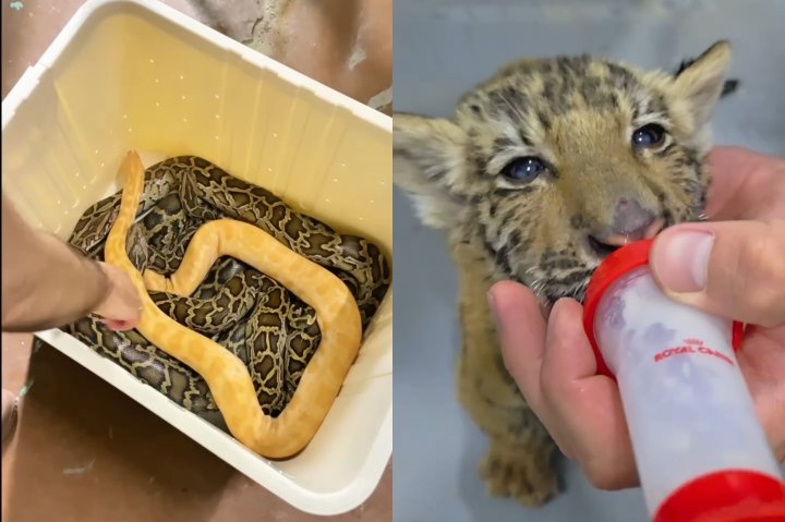 Ташкентский зоопарк пополнился редкими животными — видео