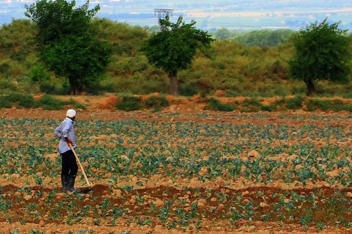 Узбекистанца в Казахстане после инфаркта заставили работать на ферме, отобрав паспорт