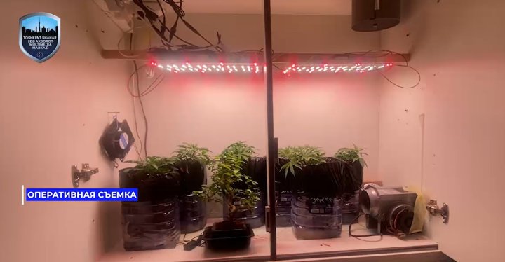 Житель Чиланзарского района выращивал каннабис в своей квартире