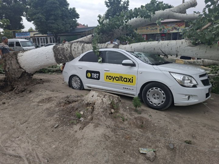 В Андижане дерево раздавило автомобиль «Cobalt»