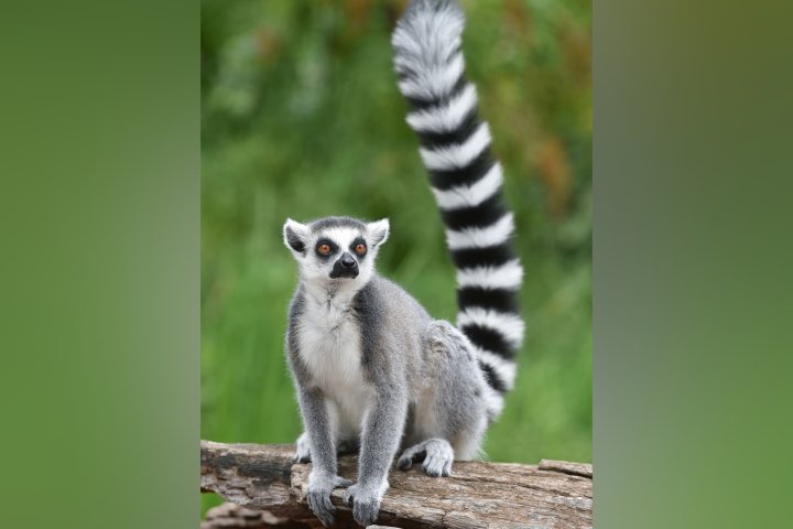 В Ташкентском зоопарке появились лемуры — видео