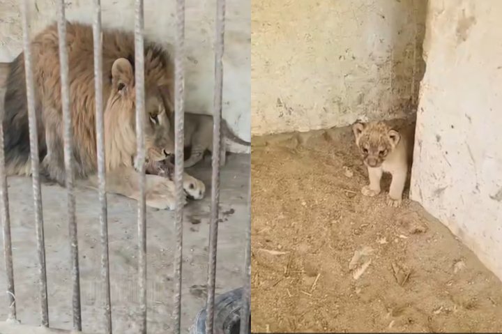 В Бухарском зоопарке львица родила четырёх львят — видео