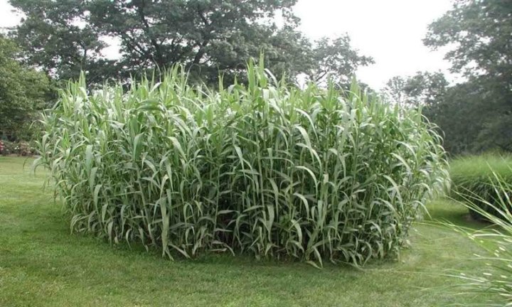 Прошли испытания различных сортов растений для спасения экологии Узбекистана