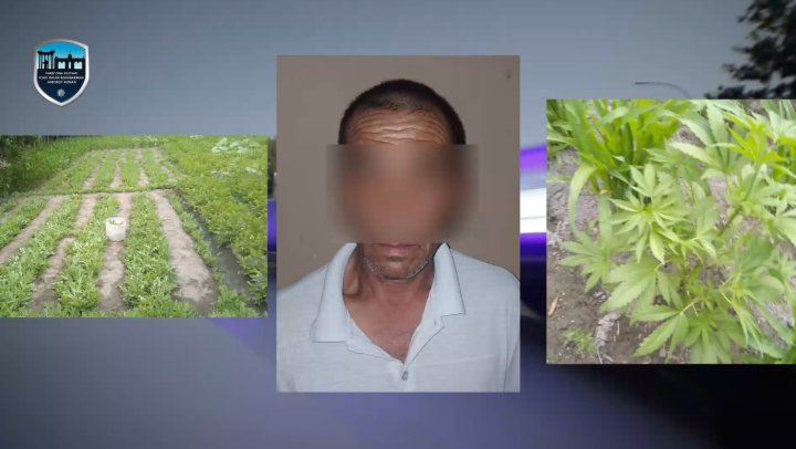 Огромную плантацию с маком и каннабисом обнаружили в доме жителя Ферганской области