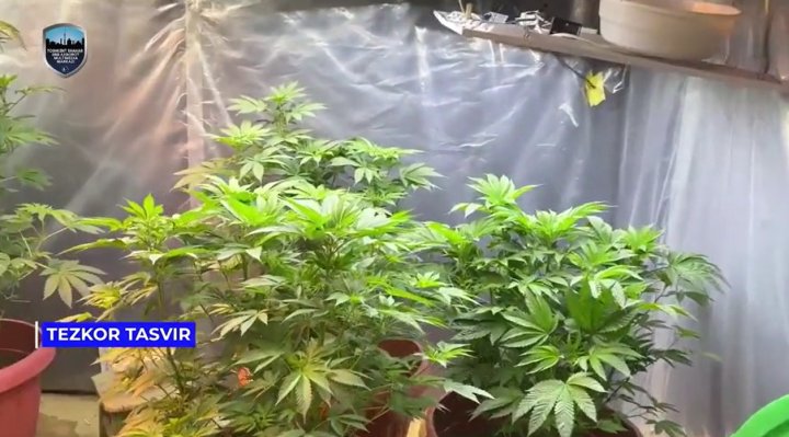 В двух домах Мирабадского района выращивали каннабис
