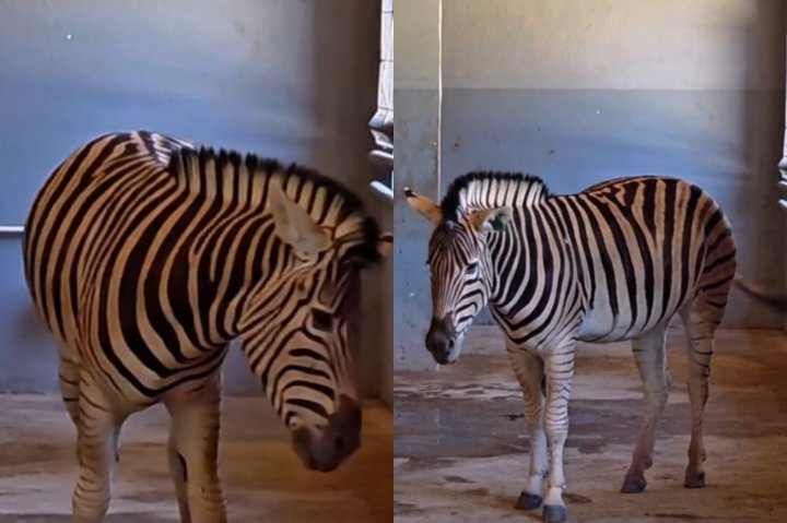 «Вздутие живота из-за беспечности посетителей»: В Ташкентском зоопарке заболела зебра — видео