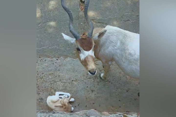В Ташкентском зоопарке родился малыш у аддакса — видео