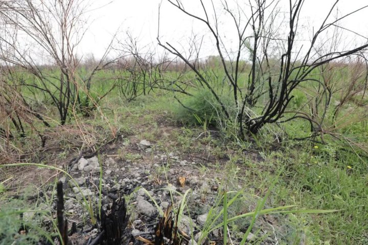 В Самарканде произошёл крупный лесной пожар