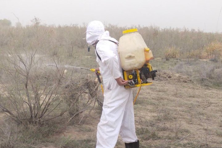 Бухарскую область заполонила саранча