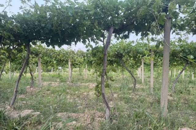 Афганистан и Узбекистан создадут «Сад дружбы»