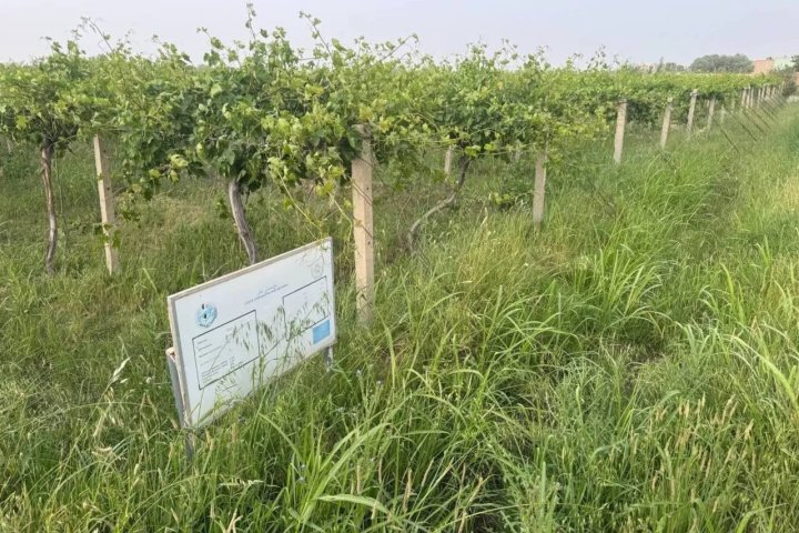 Афганистан и Узбекистан создадут «Сад дружбы»